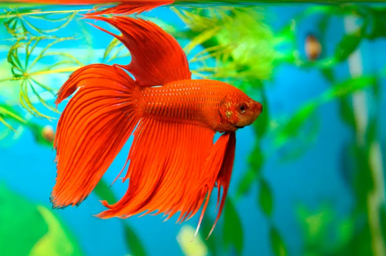 Pez Betta