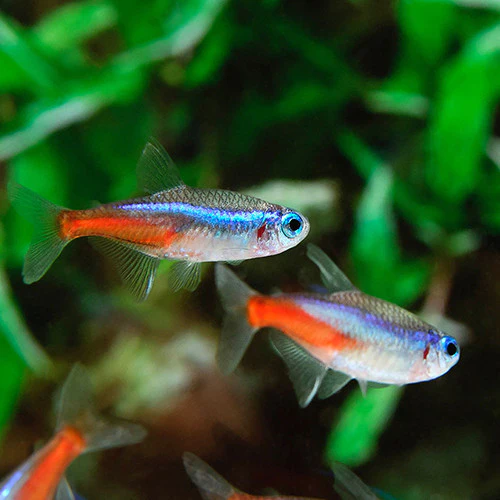 Pez Tetra Neon